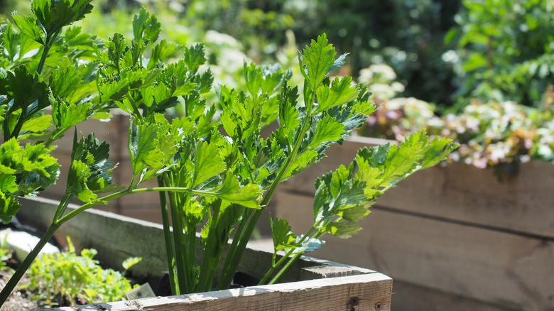 Lovage grows in a raised garden bed.