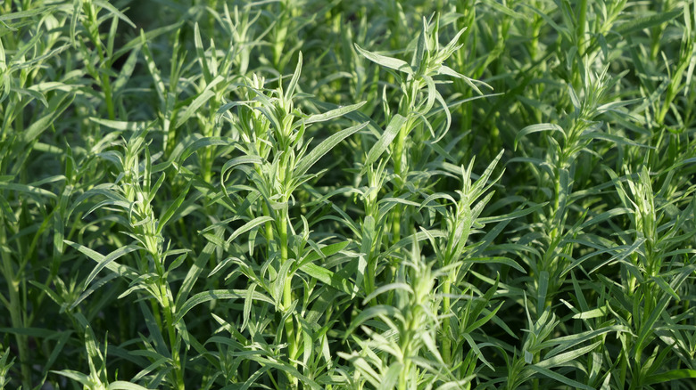 Sunlight shines on narrow tarragon leaves.