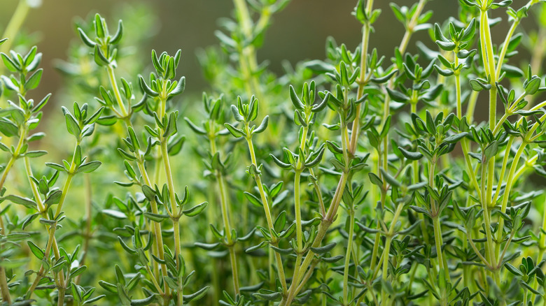 Close view of thyme growing in garden.