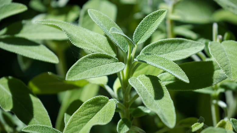 Close up view of a sage plant.