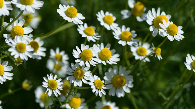 Chamomile white blooms with yellow centers grow together.