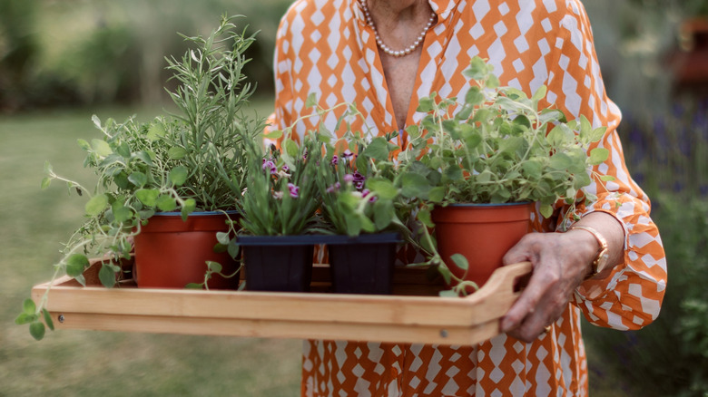 Senior woman harvesting herbs and bringing them in a tray to the garden.