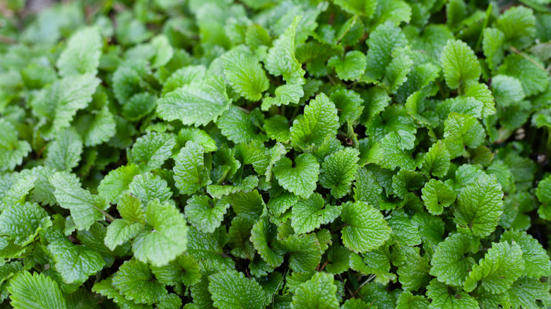 Tight view of lemon balm leaves growing together.