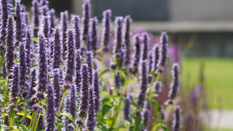 Anise hyssop grows together in sunlight.