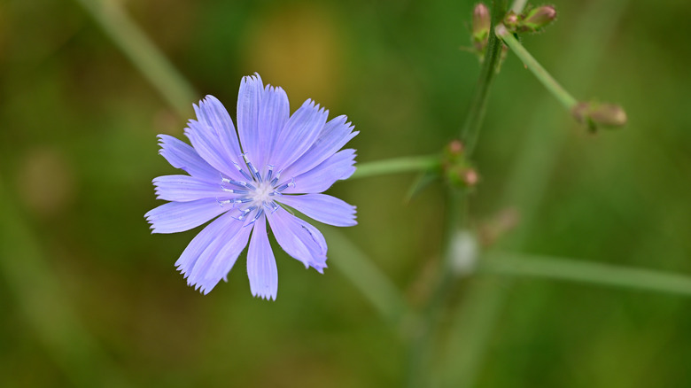 Zoomed in photo of a chicory bloom.