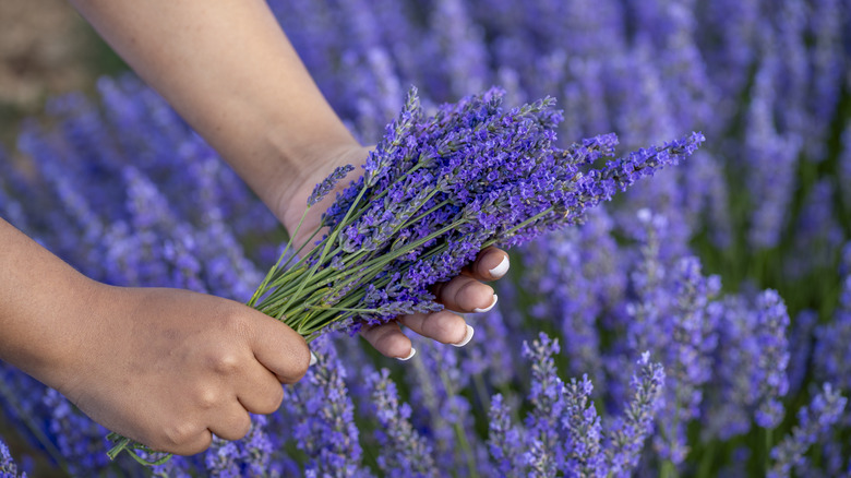 Woman holding a bunch of lavender.