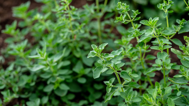 Small, compact leaves of marjoram grow in a clump.
