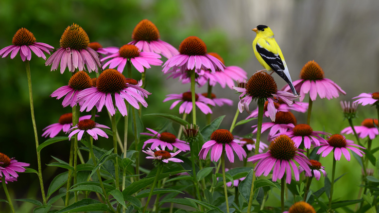 A yellow bird sits on top of a purple echinacea cone flower.