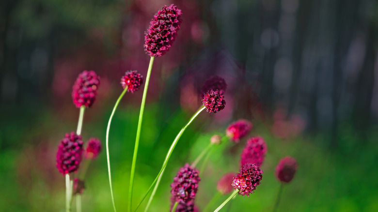 Salad burnet grows in garden near a wooden stake.