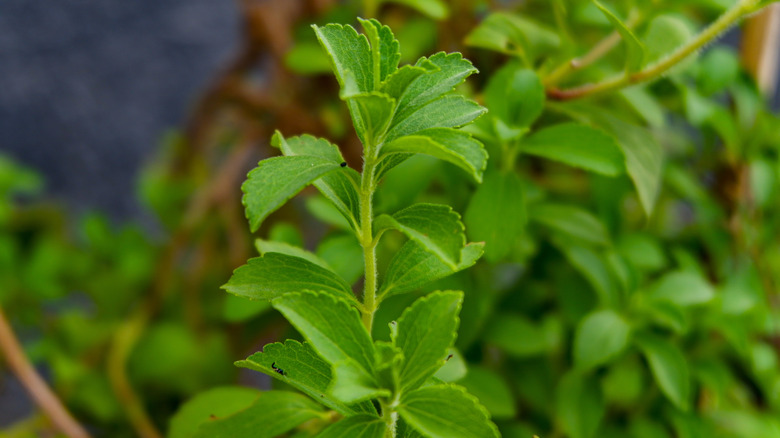 Close up of a stevia stalk with leaves.