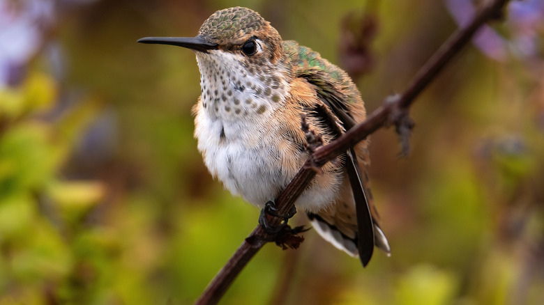 A hummingbird perches on a stick in a shrub.