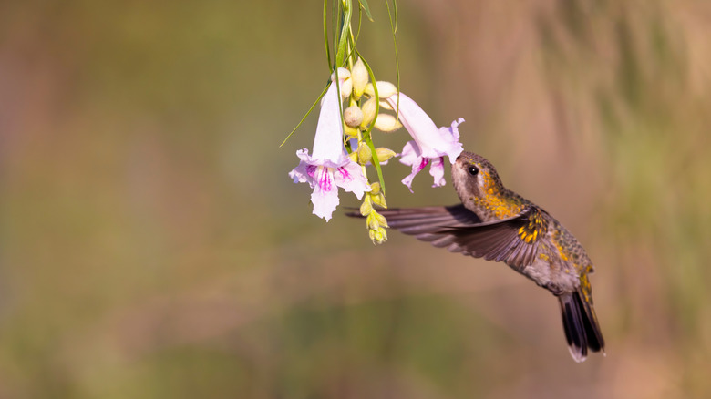 A hummingbird drinks from a tubular-shaped flower.
