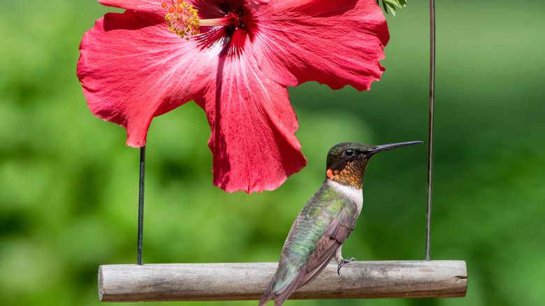 A hummingbird perches on a DIY swing.