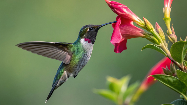 A hummingbird drinks from a flower.