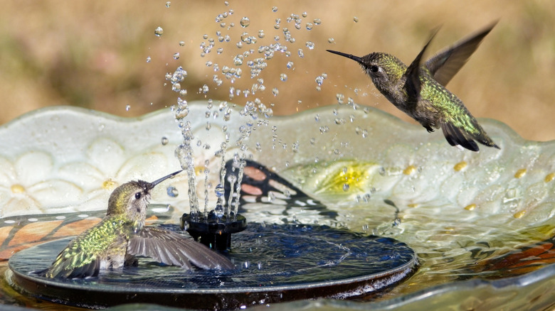 Hummingbirds gather at a fountain.