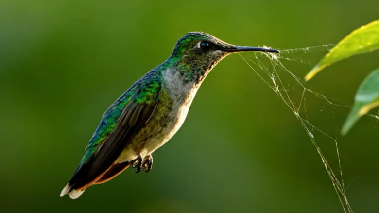 A hummingbird picks up a spider web with its bill.