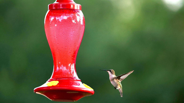 A hummingbird enjoys a red feeder.
