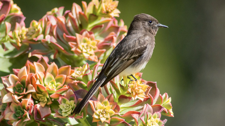 A black phoebe sits on the blooms of a succulent plant.