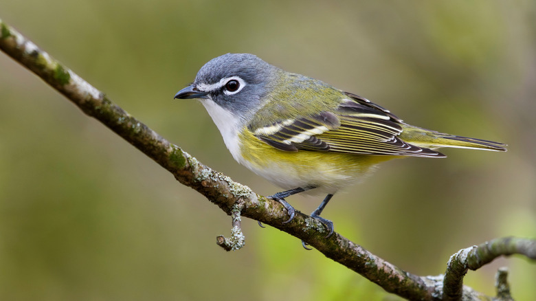 Blue-headed vireo sits on a branch