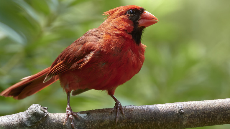A red male cardinal stands on a branch.