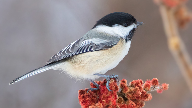 A black and white chickadee sits on a red bloom.