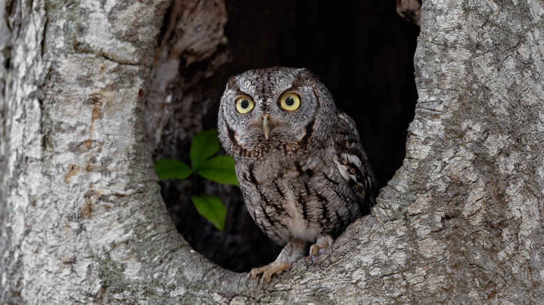 Eastern screech owl sits in hollow hole in a tree.