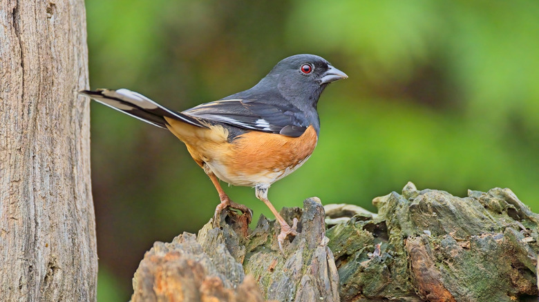 An Eastern towhee stands on a piece of wood.