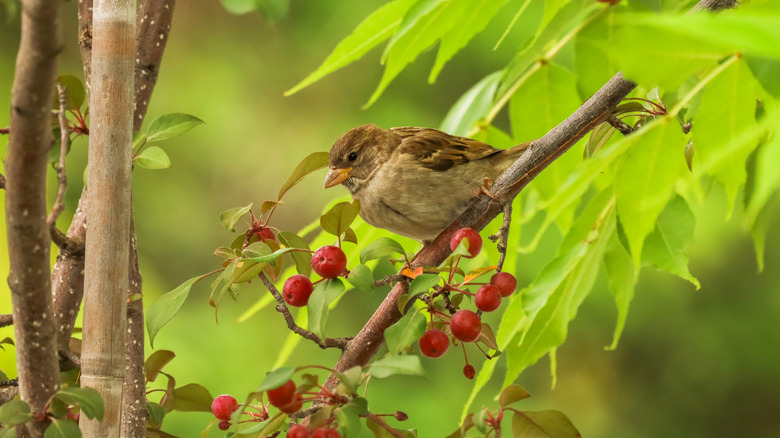 A sparrow perches on a branch with red berries.