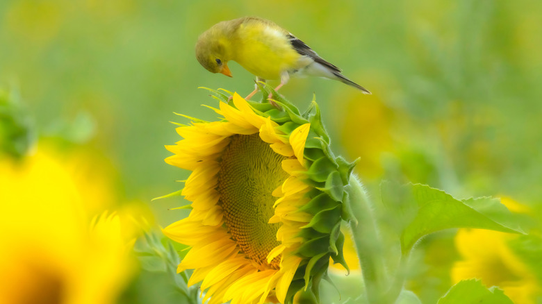 A goldfinch looks down on a sunflower.