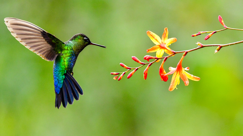 A hummingbird hovers near orange and yellow flowers.