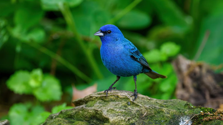 A blue indigo bunting stands on a rock.