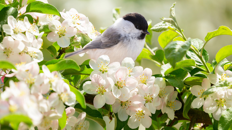 Chickadee sits on a white flowering bush.