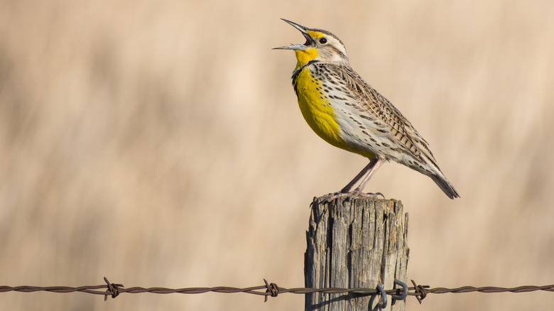 A western meadowlark calls with its open beak.