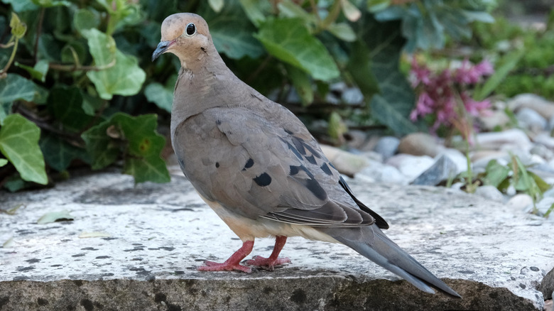 A mourning dove stands on a flat stone in a garden.