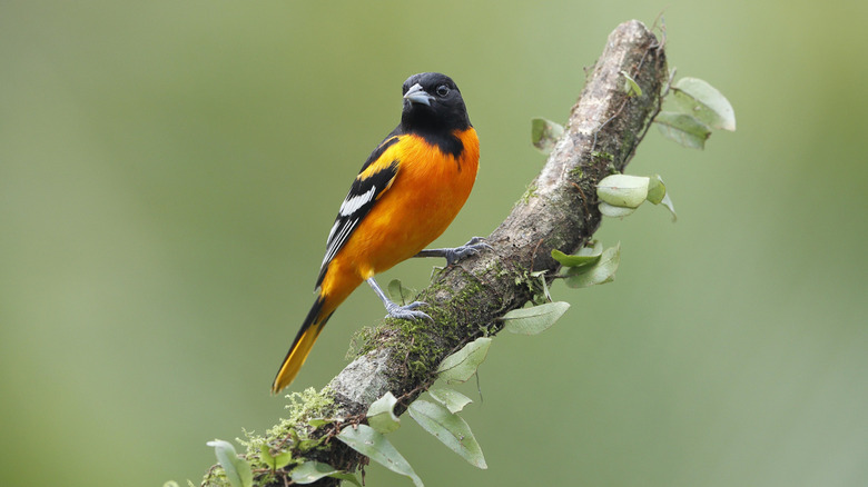 A black and orange Baltimore Oriole stands on a tree branch.