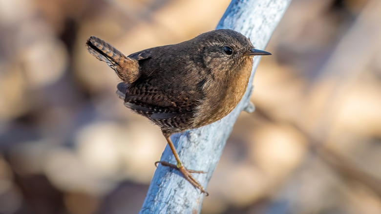 A Pacific wren sits on a white branch.