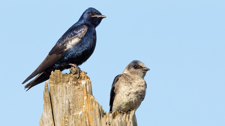 A pair of purple martins sit on a tree trunk.