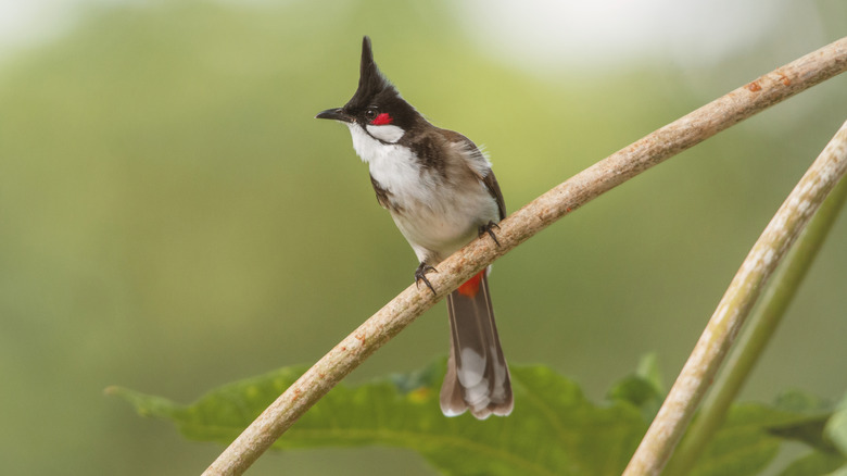 A red-whiskered bulbul sits on a branch.