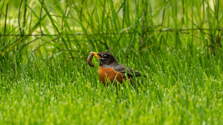 Robin holds an army worm in its beak.