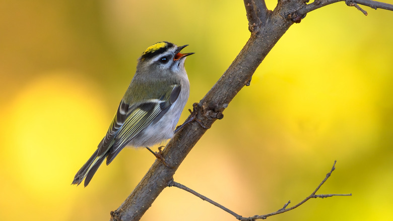 A golden-crowned kinglet chirps while clinging to a branch.