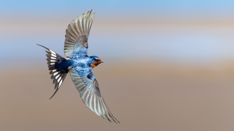 Barn swallow flies across the sky with wings spread.