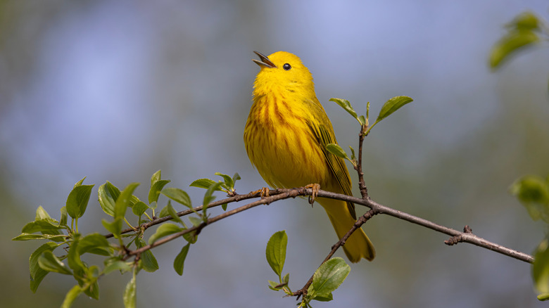 A yellow warbler sings as it stands on a branch.