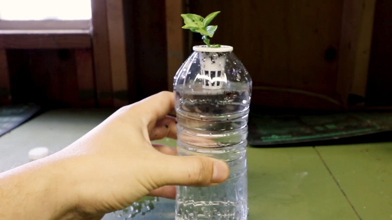 A man holding a plastic bottle hydroponic planter with a small green seedling growing in water indoor