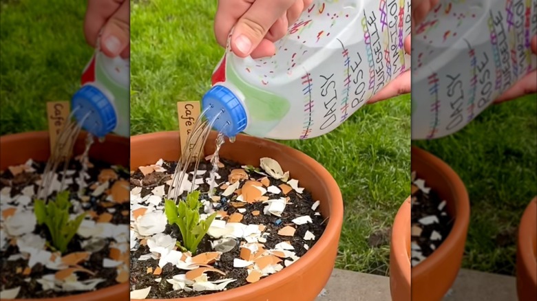 A close-up collage of a gardening DIY hack using a reused plastic milk jug as a watering can