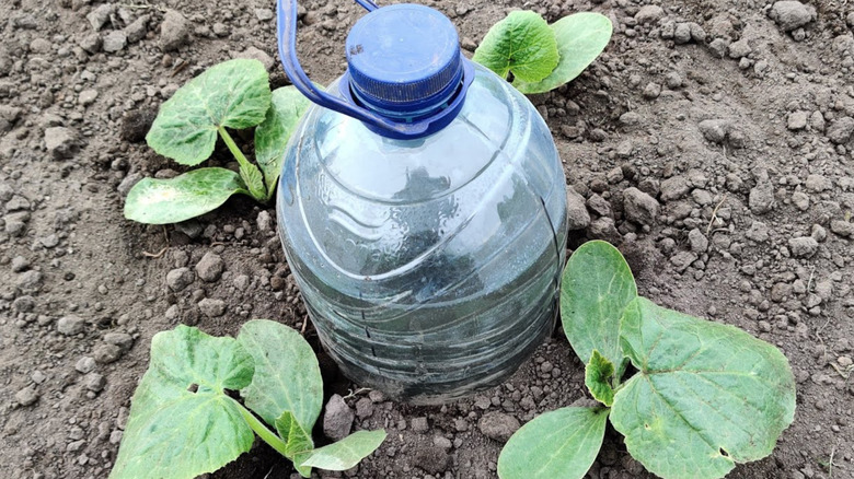 A large plastic jug is partially buried with the lid on tight and small green veggies growing beside it.