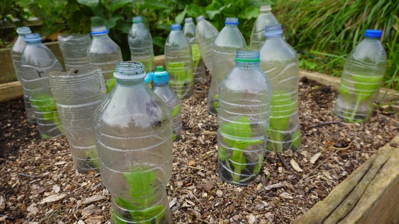 Plastic bottles repurposed as mini greenhouses, each with the bottom cut off and placed over young seedlings in a raised garden bed.