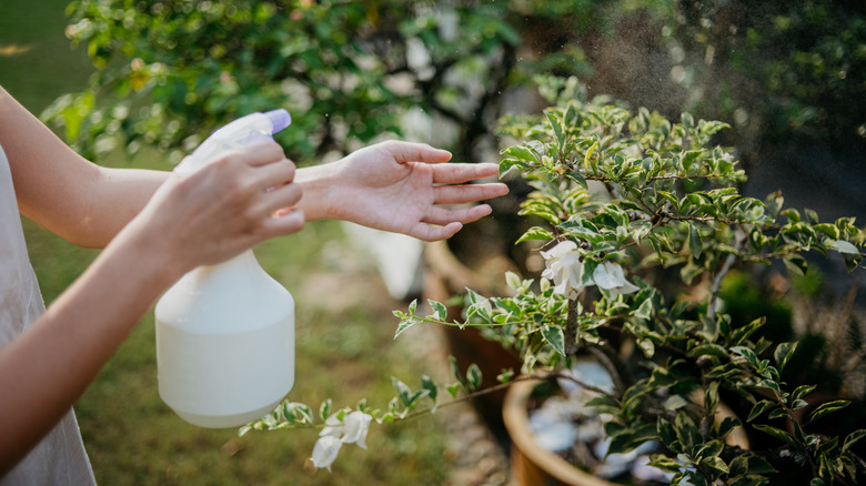 A person holds a plastic spray bottle and mists plants.