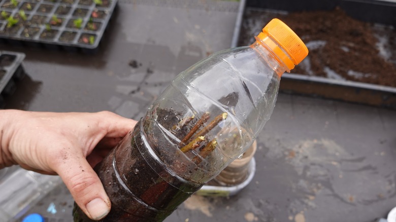 A close-up of a hand holding a repurposed plastic bottle greenhouse.