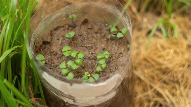 Plastic bottle used as a DIY cloche, placed over soil with small green seedlings sprouting inside.