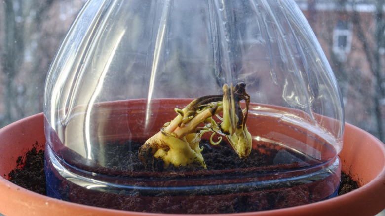 A small seedling is covered by the bottom half of a clear plastic bottle